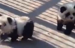 In Cina uno zoo provoca scandalo tingendo i cani di bianco e nero per farli sembrare dei panda