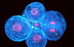 Il primo cambiamento nella forma dell’embrione umano è dovuto alla contrazione delle sue cellule