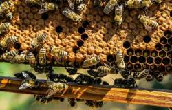 un nido di api in un carrello della spesa semina il panico alla Lidl, intervengono gli apicoltori