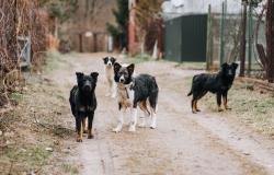 la giustizia sospende l’autorizzazione alla macellazione dei cani