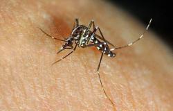 Grenoble. La zanzara tigre ovunque nell’Isère: 238 comuni colonizzati