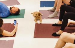 [ANIMAUX] “Puppy yoga”: quando il delirio dei cittadini prende il sopravvento sul benessere degli animali