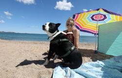 “È così ben accetto che torno ogni mese”: la spiaggia del Pacha a Fréjus, un vero El Dorado per i proprietari di cani