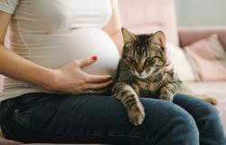 Sua moglie incinta diventa allergica al suo gatto, lui le chiede di andare dai suoi genitori