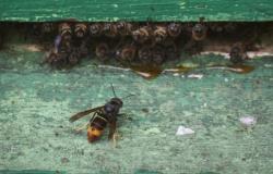 De strijd tegen de Aziatische hoornaar is verloren: “Dit wordt het mest zichtbare insetto in Vlaanderen”