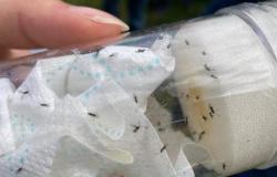 Ardèche: liberati centinaia di insetti per combattere la Drosophila Suzukii, la mosca che devasta le ciliegie