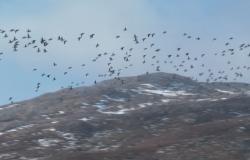 Giornata internazionale degli uccelli migratori: quali specie sono in declino a Saint-Pierre e Miquelon?
