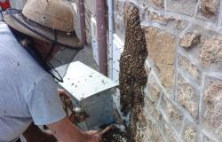 Felci: uno sciame di api si posa sulla tua casa, cosa fare in questo caso?