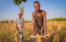 Azione urgente e critica mentre il Malawi affronta una grave siccità – Malawi