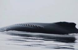 I traumi causati dalle navi e dagli attrezzi da pesca potrebbero avere effetti a lungo termine sulle balenottere