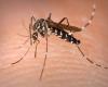 Dengue: preoccupa l’esplosione di casi importati in Francia prima delle Olimpiadi