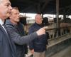 Mucca Covid: “una grande preoccupazione per noi”, resta irrisolta la sfida lanciata dal MHE agli allevatori di bestiame