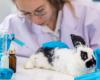 Giornata mondiale degli animali da laboratorio: 24 aprile 2024