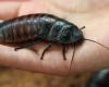 Per esplorare le macerie, i ricercatori si affidano a scarafaggi telecomandati