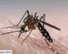 Dengue: esplode il numero dei casi in Francia con l’avvicinarsi delle Olimpiadi