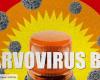 Cinque bambini morti nel 2024, allerta sull’epidemia di parvovirus B19 in Francia