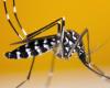 Olimpiadi 2024: allerta zanzara tigre, la dengue batte i record nella Francia metropolitana… dobbiamo preoccuparci prima dei Giochi e come proteggerci?