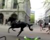 IN VIDEO | Cavalli in fuga feriscono diverse persone nel centro di Londra