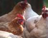 Sapevi che una gallina arrossisce di fronte a un lombrico? Uno studio ha esaminato le loro emozioni