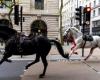 Cavalli in fuga nel centro di Londra: cosa è successo?