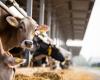 Perché l’Aveyron è medaglia d’oro per gli aiuti agricoli della PAC