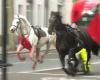 Cavalcata a Londra: due cavalli sono in “gravi condizioni”