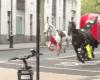 In fuga a Londra: due dei cavalli sono in “gravi condizioni”