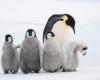Lo scioglimento del ghiaccio marino è fatale per i pinguini imperatori