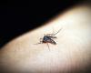 Giornata Mondiale contro la Malaria: prevenzione, sintomi, cura