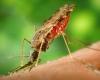 La provincia tailandese di Tak è in allerta malaria