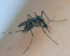 Aumento dei casi di dengue: “Il rischio epidemico non è virtuale”, avverte il capo del dipartimento di malattie infettive dell’ospedale di Fréjus