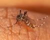 La Costa Azzurra è in allerta per la recrudescenza dei casi importati di dengue