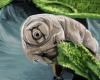 In che modo i tardigradi resistono alle radiazioni molto meglio degli umani?
