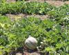 “Il settore del melone di origine Marocco e Spagna è a un punto di svolta”