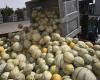 25 tonnellate di hashish in un camion di meloni dal Marocco alla Francia