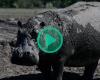 In Botswana, ippopotami intrappolati nel fango, simbolo di una drammatica siccità