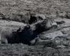 “Sono in pericolo”: in Botswana, gli ippopotami, vittime della siccità, rischiano la morte, bloccati nel fango
