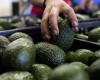 Coltivazione di avocado, un settore in sovrapproduzione che il mercato europeo fatica ancora ad assorbire