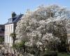 Avranches: una magnolia classificata “straordinario albero di Francia”