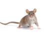 Sono stati creati cervelli ibridi con cellule di ratto e topo