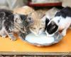 Morti di gatti che hanno bevuto latte vaccino contaminato dall’influenza aviaria – rts.ch