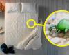 È vero che non rifare il letto uccide gli acari della polvere? No, è un mix di fattori