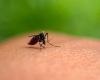 Zanzara tigre. Sorveglianza rafforzata dal 1° maggio nel Centro-Valle della Loira