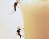 “Ora è il momento di agire contro la zanzara tigre”: preoccupazione dopo la pioggia sui Pirenei orientali