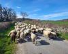 350 pecore passeranno a nord di Tolosa
