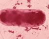 una tossina batterica coinvolta nella chemioresistenza · Inserm, Scienza per la salute