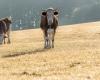I prezzi delle mucche vengono mantenuti grazie al rallentamento della decapitalizzazione