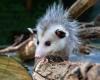 Pubblicazione falsa: no, gli opossum non elimineranno la malattia di Lyme