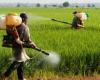​Uso eccessivo di pesticidi: il Senegal in pericolo