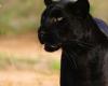 “E lì il mondo si ferma”: TF1 è riuscita a filmare una rarissima “pantera” nera proveniente dall’Africa